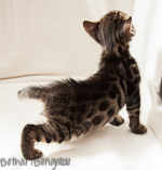 Bengal Kitten braun